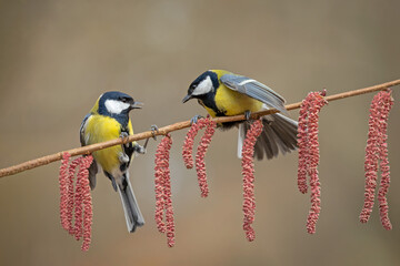 Two Great Tits (Parus major) having a territorial dispute on an alder branch with catkins. Aggressive bird behavior during spring mating season. Wildlife photography. © WojtekWildlife