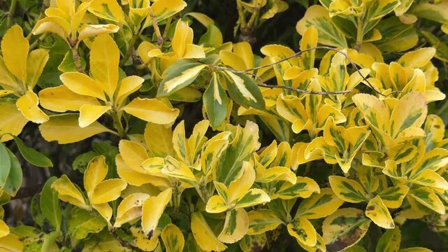 Variegated yellow green euonymus leaves panning