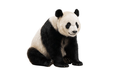 panda bear isolated on white background © Mdlina