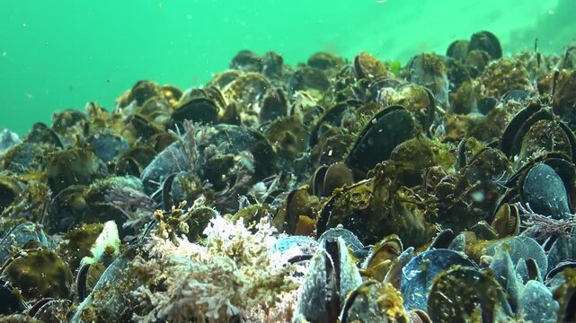 Marine fungi growing on mussels on the seabed in the Black Sea, white mold on mollusks