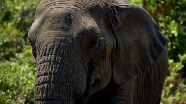 Close-up of an elephant's face in a natural setting with trees in the background, possibly used for wildlife or conservation purposes