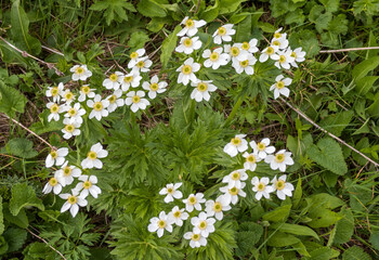 Alpine meadows with flowers and green vegetation in the summer and autumn season © NAIL BATTALOV