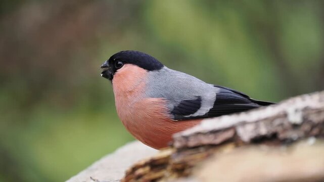 Gimpel, Dompfaff, Eurasian bullfinch, Pyrrhula pyrrhula