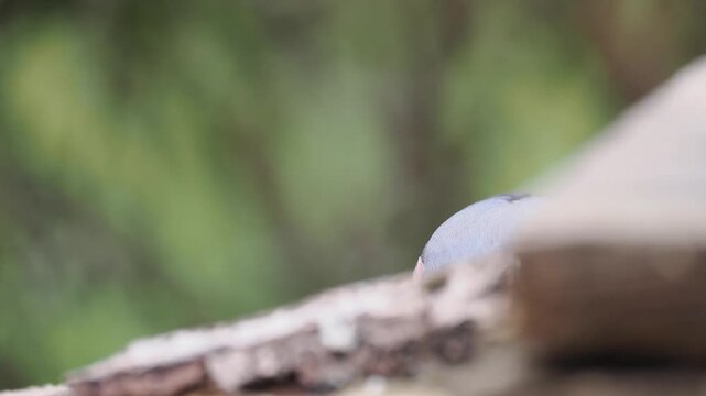Gimpel, Dompfaff, Eurasian bullfinch, Pyrrhula pyrrhula