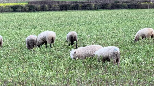 Domestic ewe feeding natural green field panning