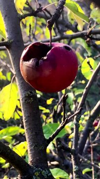 A lonely rotten apple on a tree branch