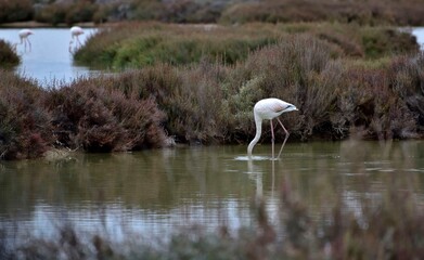 Fototapeta premium Flamingo bird eating in a pond