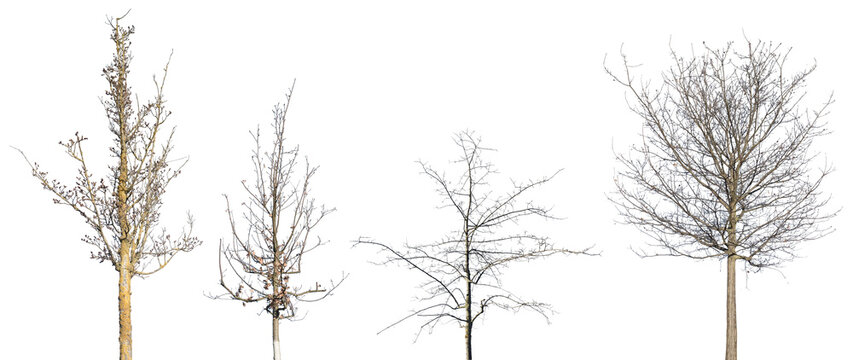 A group of trees against a transparent background