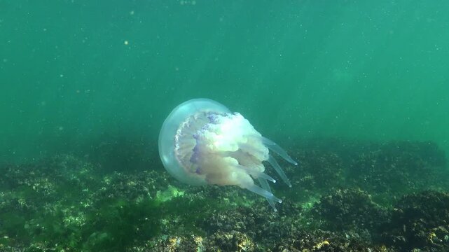 Large barrel jellyfish Rhizostoma pulmo, sunlight highlights on oral arms in the blue water column, Black Sea