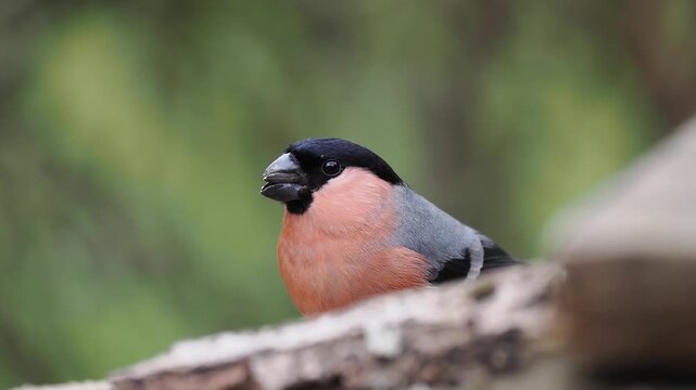 Gimpel, Dompfaff, Eurasian bullfinch, Pyrrhula pyrrhula