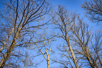 Fototapeta premium Oak trees in the forest of Marly near Versailles, france