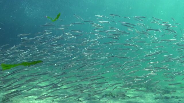 Large school of small fish Mediterranean sand eel Gymnammodytes cicerelus,  that can hide in the sand, Black Sea.