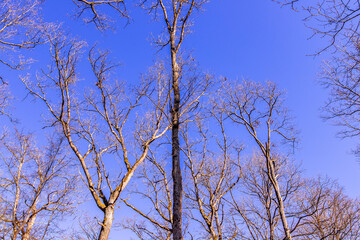 Obraz premium Oak trees in the forest of Marly near Versailles, france