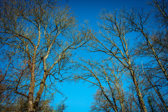 Oak trees in the forest of Marly near Versailles, france