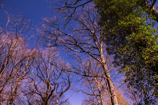 Oak trees in the forest of Marly near Versailles, france