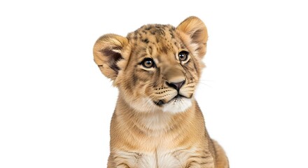Obraz premium A young lion cub with expressive eyes looking directly at the camera