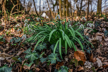 Obraz premium Schneeglöckchen wachsen im Wald in der Nähe von Bäumen und Laub im Frühling