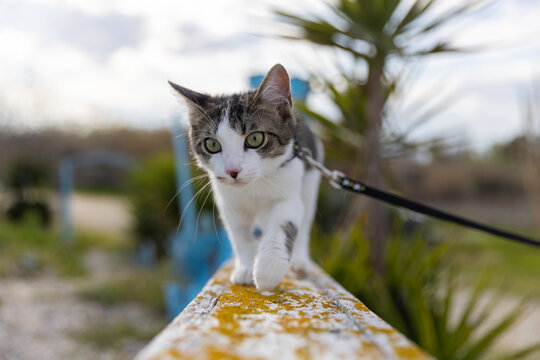 Felis catus - Domestic tabby and white cat walking on narrow mossy beam on leash toward camera