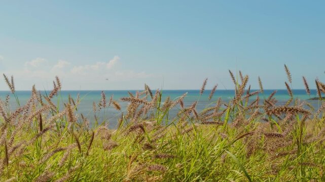 Cenchrus ciliaris (buffel-grass or African foxtail grass; syn. Pennisetum ciliare (L.) Link) is a species of grass.  dhaman grass, anjan grass and koluk katai.  Puʻukoholā Heiau, Big Island (Hawaii