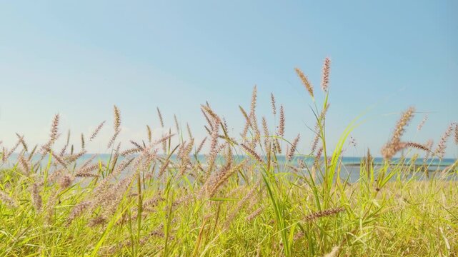 Cenchrus ciliaris (buffel-grass or African foxtail grass; syn. Pennisetum ciliare (L.) Link) is a species of grass.  dhaman grass, anjan grass and koluk katai.  Puʻukoholā Heiau, Big Island (Hawaii