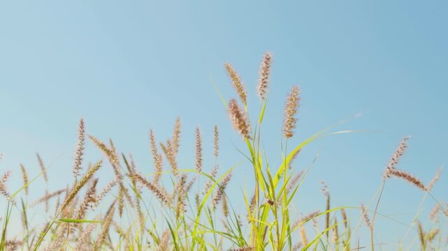 Cenchrus ciliaris (buffel-grass or African foxtail grass; syn. Pennisetum ciliare (L.) Link) is a species of grass.  dhaman grass, anjan grass and koluk katai.  Puʻukoholā Heiau, Big Island (Hawaii