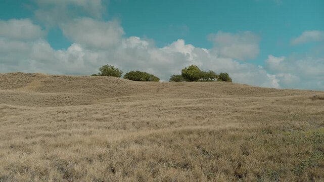 Cenchrus ciliaris (buffel-grass or African foxtail grass; syn. Pennisetum ciliare (L.) Link) is a species of grass. dhaman grass, anjan grass and koluk katai. Puʻukoholā Heiau, Big Island (Hawaii