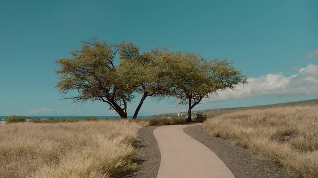 Neltuma pallida (formerly Prosopis pallida) is a species of mesquite tree. It has the common names kiawe (in Hawaii). Puʻukoholā Heiau National Historic Site, The Big Island (Hawaiʻi Island). Pelekane