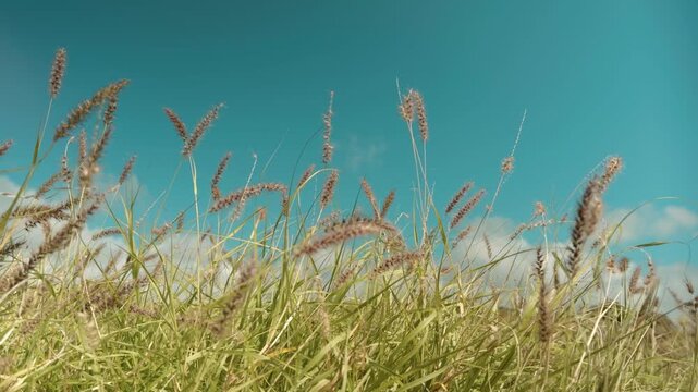 Cenchrus ciliaris (buffel-grass or African foxtail grass; syn. Pennisetum ciliare (L.) Link) is a species of grass.  dhaman grass, anjan grass and koluk katai.  Puʻukoholā Heiau, Big Island (Hawaii