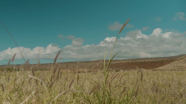  Cenchrus ciliaris (buffel-grass or African foxtail grass; syn. Pennisetum ciliare (L.) Link) is a species of grass. dhaman grass, anjan grass and koluk katai. Puʻukoholā Heiau, Big Island (Hawaii