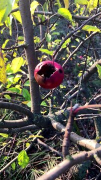 A lonely rotten apple on a tree branch