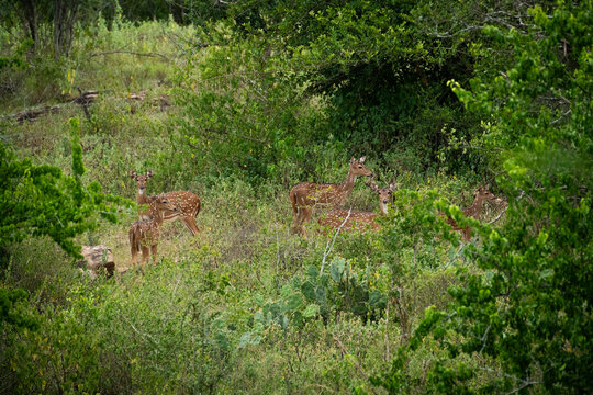Spotted deer, chital deer, and axis deer, Kerala Forest, India