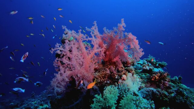 Tropical Life Red Soft Coral Broccoli. Underwater tropical colourful soft-hard corals seascape. Underwater fish reef marine. Tropical colourful underwater seascape. 