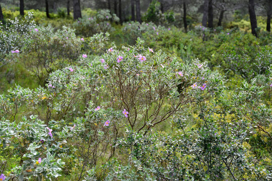 Ciste cotonneux dans la garigue 