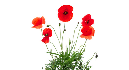 Naklejka premium Poppy meadow in the light of the setting sun, poppy and cornflower