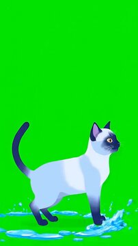 Cute cartoon Siamese cat walking cautiously over a puddle on a bright green screen background for video editing and compositing.