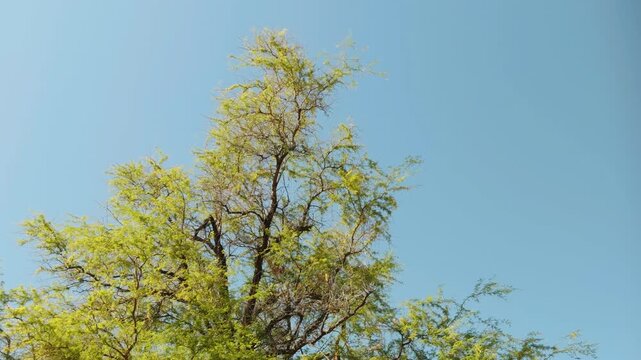 Neltuma pallida (formerly Prosopis pallida) is a species of mesquite tree. It has the common names kiawe (in Hawaii). Puʻukoholā Heiau National Historic Site, The Big Island (Hawaiʻi Island). Pelekane