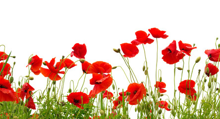 Obraz premium Vibrant red poppy flowers isolated on a clean background, delicate floral arrangement for spring designs and botanical themes png