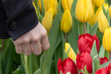 Hand gently touches yellow tulips. Red tulips bloom beside the yellow flowers. Green leaves surround the vibrant tulips. No other elements visible in the frame. Bright colors fill the scene