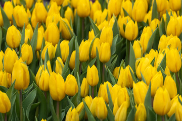 Obraz premium Bright yellow tulips fill the frame. Each flower blooms with green leaves. Dense clusters create a vibrant field. Sunlight highlights their cheerful color. Close-up view captures natural beauty