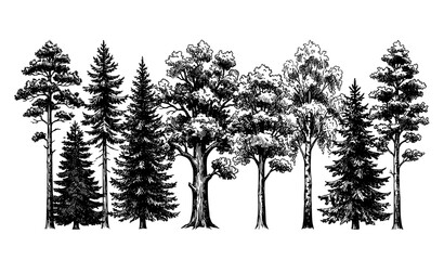 Hand drawn coniferous and deciduous trees vintage ink sketch forest vector illustration © Nirob