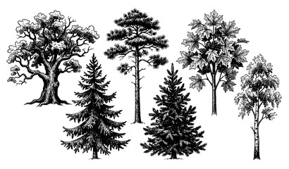 Vintage botanical forest tree collection hand drawn ink sketch coniferous and deciduous vector © Nirob