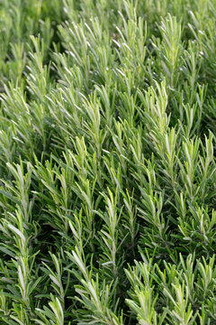 Thym en r&eacute;gion m&eacute;diterran&eacute;e