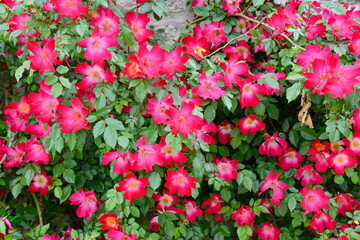 Gros plan sur des fleurs dans un jardin au printemps © PPJ