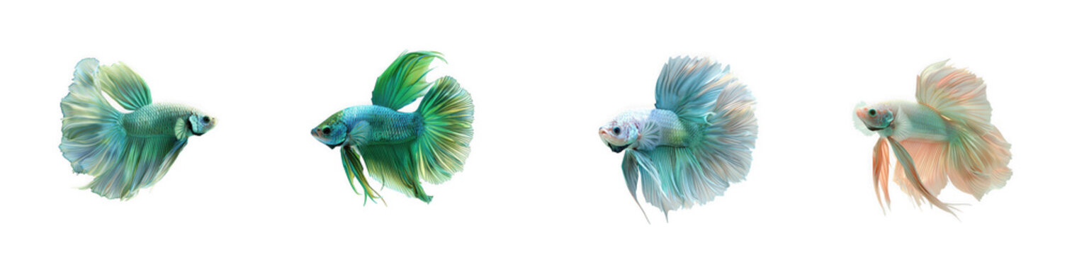 Vibrant Siamese Fighting Fish Collection Isolated on White for Aquatic Pet or Design Projects isolated on transparent background
