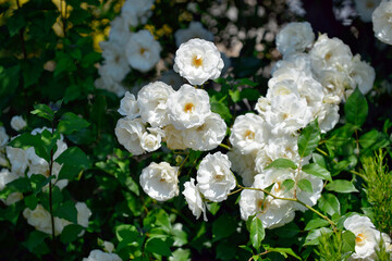 Fototapeta premium Les roses blanches