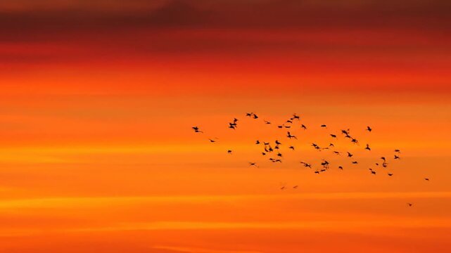 Birds Flying in a Fiery Sunset Sky - A Moment of Natural Beauty.