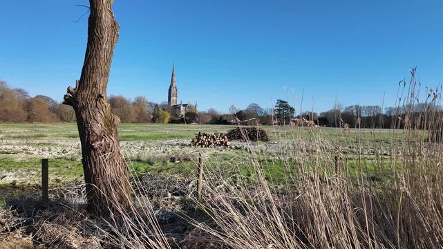 Salisbury UK. 02.03.2026. Video. Pollarded tree in wtaer meadows and Salisbury Cathedral in background,