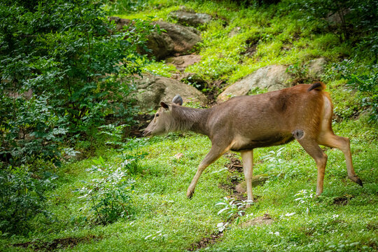 Sambar deer (Rusa unicolor) female, Munnar, Kerala