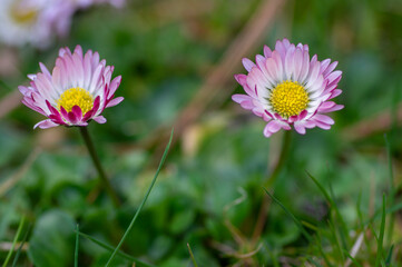 Bellis perennis daisy wild beautiful flowers in bloom, group of flowering plants, white pink petals © Iva