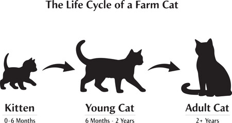 Life Cycle of a Cat Silhouette Vector Diagram © mdsohrab